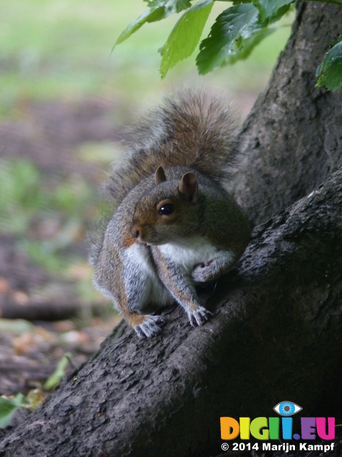 FZ005732 Squirrel Squirrel in Bute park